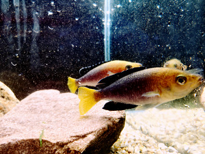 Cyprichromis leptosoma (2 foto / 10)