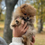 Pomeranian poika (valokuva #1)