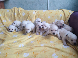 Labradora retrīvers (2 foto no 7)