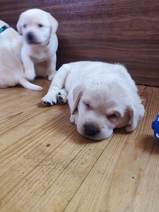 Labradora retrīvers (7 foto no 7)
