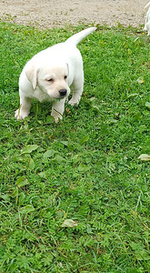 Labradors (6 foto no 6)