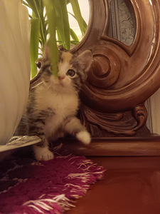 Продаются котята (8 фото из 9)