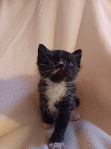 Продаю котят (6 фото из 6)