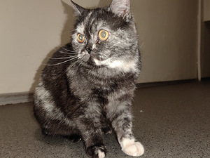 Котенок (3 фото из 8)