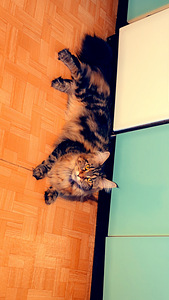 Hea ja rahulik Maine Coon Chanel otsib peret (5 foto / 10)