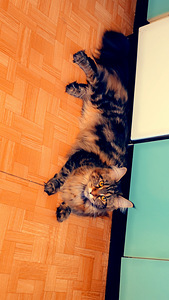 Hea ja rahulik Maine Coon Chanel otsib peret (6 foto / 10)