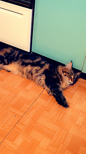 Hea ja rahulik Maine Coon Chanel otsib peret (7 foto / 10)