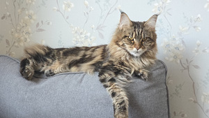 Hea ja rahulik Maine Coon Chanel otsib peret (2 foto / 10)