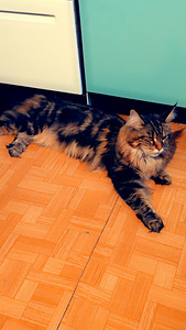 Otsib kodu (2 foto / 6)