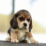 Beagle kutsikad (foto #3)