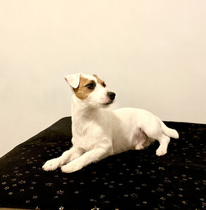 Jack Russell paarituseks (4 foto / 4)