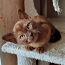 Чистокровные котята Бурмы (фото #1)