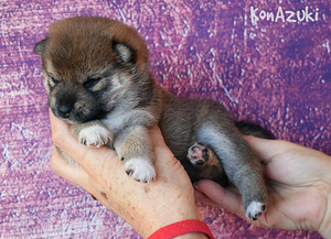 Shiba Inu (2 foto / 5)