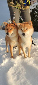 💖Shiba inu girls💖 (5 foto / 6)