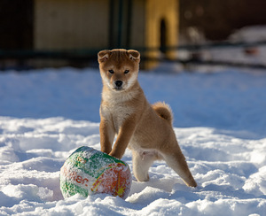 Shiba Inu boy (2 foto / 4)