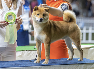 Девочка Shiba inu (6 фото из 6)