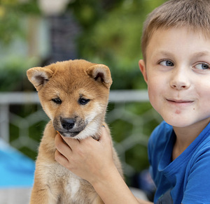Девочка Shiba inu (2 фото из 6)