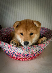 Shiba inu girl (3 foto / 4)