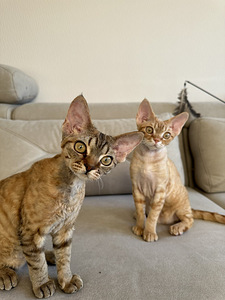 Devon Rex kasvandus