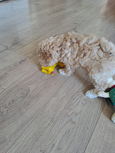 Maltipoo (4 foto / 5)