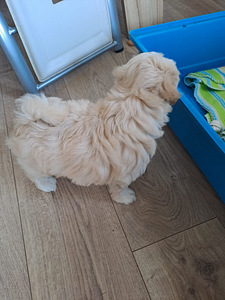 Maltipoo (5 foto / 5)