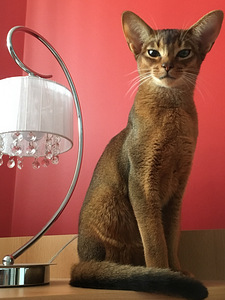 Kass Mari otsib uut kodu (1 foto / 3)