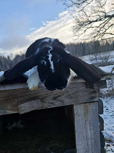 KÜÜLIK