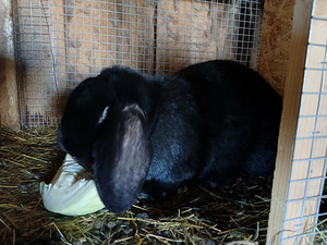 PRANTSUSE PÄSSID (2 foto / 2)