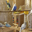 Продам птенцов волнистых попугаев (фото #1)