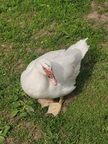 Утята