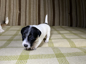 Tõupuhtad Jack Russelli terjeri kutsikad (1 emane saadaval) (7 foto / 9)