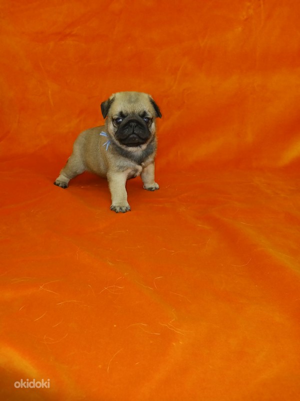 Щенки мопса Rehemetsa, Peipsiääre vald, Tartumaa Животные, Собаки купить и продать okidoki