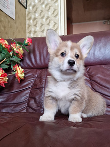 Pembroke welsh corgi kutsikad (4 foto / 5)