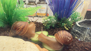 Achatina tigud (1 foto / 3)
