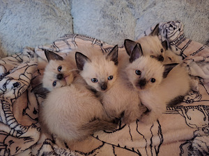 Тайские котята (1 фото из 10)