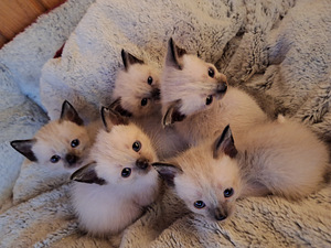 Тайские котята (2 фото из 10)