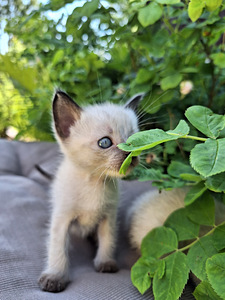 Тайские котята (6 фото из 10)