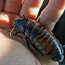 Кормовые насекомые (фото #1)