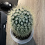 Kaktus (foto #2)