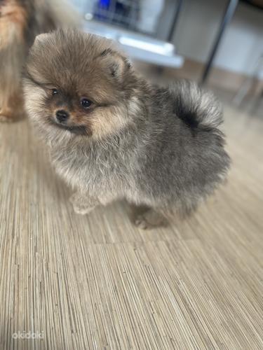 Pomeranian (foto #8)