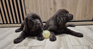 Labradori retriiver (3 foto / 3)