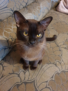 BURMA (2 foto / 5)