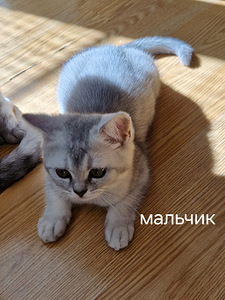 Скоттиш фолд/страйт (3 фото из 6)