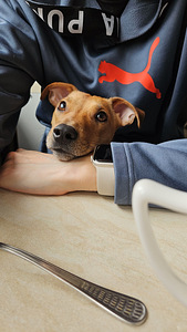 Annan ära Jack Russelli terjeri koera (4 foto / 5)