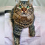 Imeline kass Kuzya peret otsimas (foto #1)