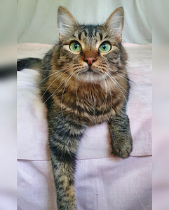Imeline kass Kuzya peret otsimas