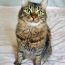Imeline kass Kuzya peret otsimas (foto #2)
