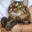 Imeline kass Kuzya peret otsimas (foto #5)