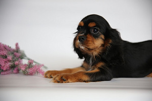 Cavalier King Charles spanjeli kutsikad (3 foto / 6)