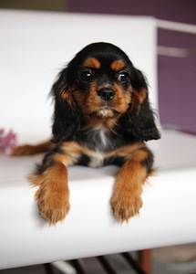 Cavalier King Charles spanjeli kutsikad (5 foto / 6)